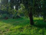 elad� telek - Magl�ca